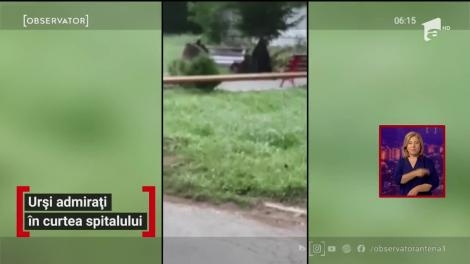 O ursoaică cu puiul ei s-au plimbat prin curtea spitalului de ortopedie din Azuga