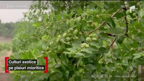 Marie și fabrica de ciocolată belgiană din Gorj