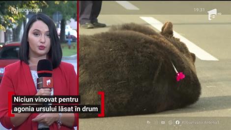 Nici un vinovat nu a fost găsit în cazul ursului care a fost lăsat să agonizeze 17 ore pe marginea drumului