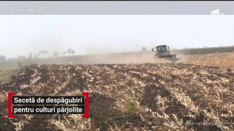 România trece prin cea mai severă secetă din ultimii ani
