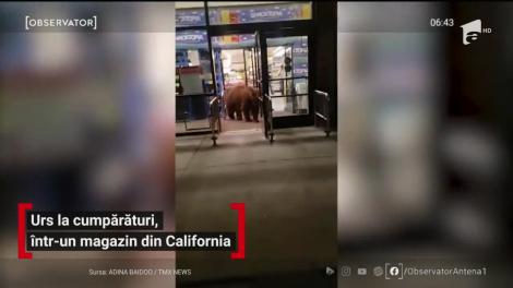 Urs la cumpărături, într-un magazin din California