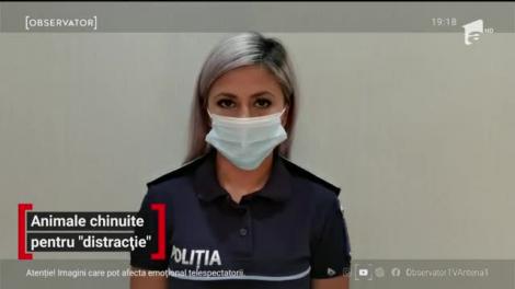 Doi adolescenţi din Constanţa s-au filmat în timp ce maltratau o pisică