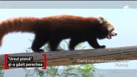 Peggy, un urs panda roşu, şi-a găsit perechea care a venit din Croaţia