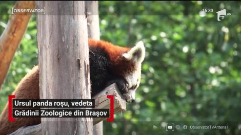 Ursul panda roşu, vedeta Grădinii Zoologice din Braşov