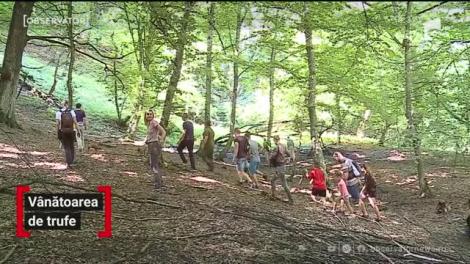 În localitatea Achita din judeţul Mureş, a început vânătoarea de trufe