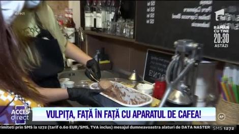 Un posibil job pentru Vulpița? Veronica a dat o probă în cafenea! Cum s-au descurcat soții Stegaru