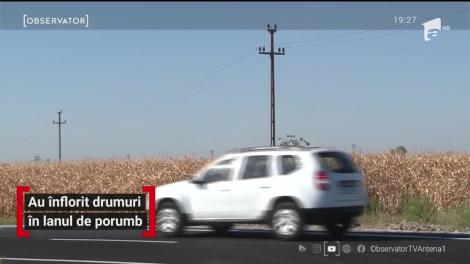 Șosea proaspăt asfaltată din Prahova care duce direct în lanul de porumb!