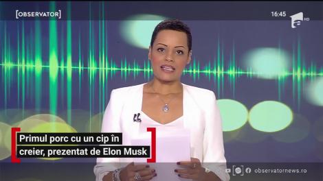 Primul porc cu un cip în creier, prezentat de miliardarul Elon Musk