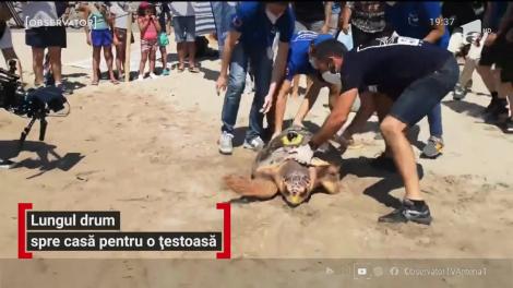 Lungul drum spre casă, de 3.000 de kilometri, pentru o țestoasă