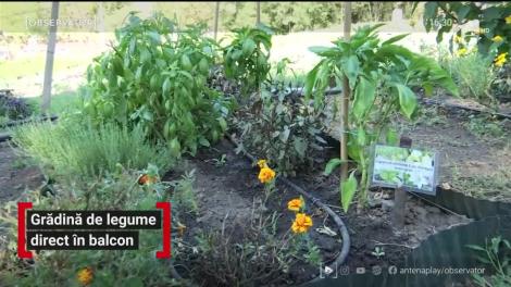 Grădină de legume direct în balcon