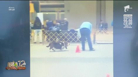 Smiley News: Concurs de rapiditate cu câini