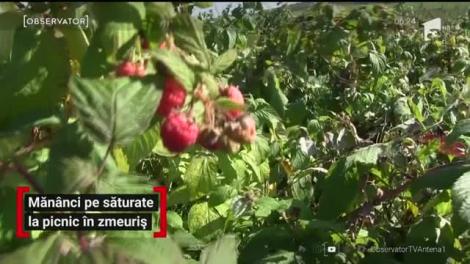Mănânci pe săturate la picnic în zmeuriș