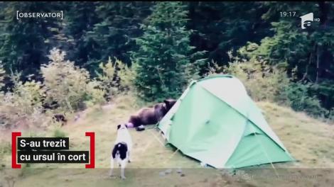 Câţiva turişti care campau în munţii Bucegi au avut parte de aventura vieţii lor. O ursoaică a dat buzna în cortul lor