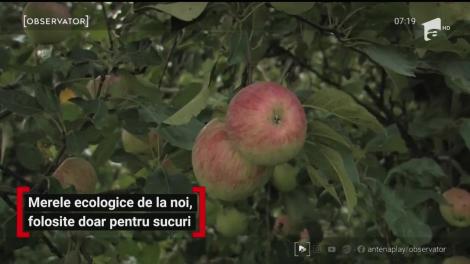 Merele ecologice din România, folosite doar pentru sucuri