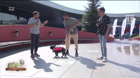 Înoată Cheluțu, la propriu! Câinele lui Dorian Popa trece proba înotului, în direct, la Neatza cu Răzvan și Dani