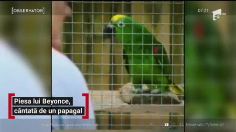 Piesa lui Beyonce, cântată de un papagal