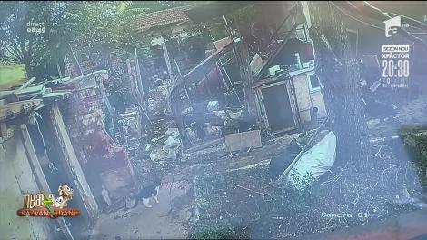 Râzi în hohote. E pisică, dar are suflet de câine. O felină apără găinile din gospodărie de vicleana vulpe | Video