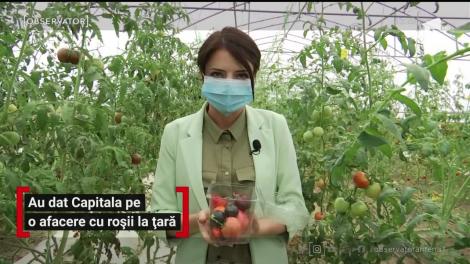 Doi tineri din Iași au dat Capitala pe o afacere cu roșii la țară