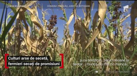 Culturi arse de secetă, fermieri secați de promisiuni