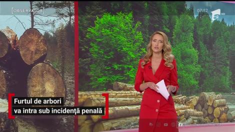 Furtul de arbori va intra sub incidenţă penală