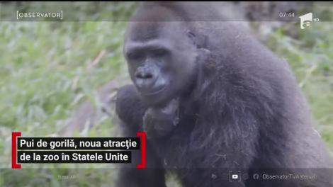 Pui de gorilă, noua atracție de la zoo în Statele Unite
