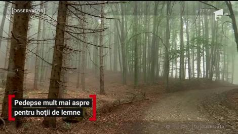 Pedepse mult mai aspre pentru hoţii de lemne! Orice furt din pădure intră sub incidenţă penală