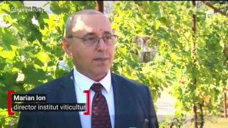 Strugurii româneşti, în topul celor mai bune soiuri din lume