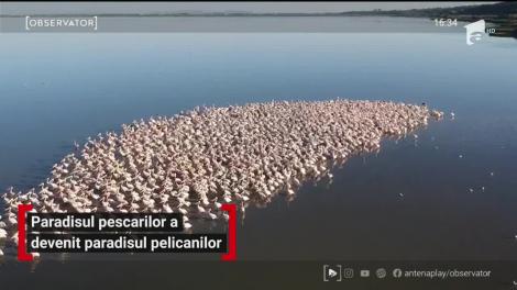 Lacul Brateş din judeţul Galaţi, paradisul pelicanilor