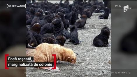Foca roșcată, marginalizată de colonie