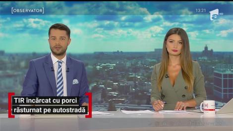 TIR încarcat cu porci răsturnat pe Autostrada Bucureşti-Piteşti