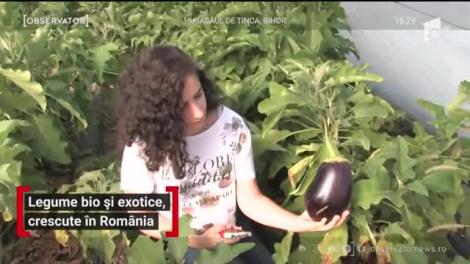 Legume bio și exotice, crescute în România