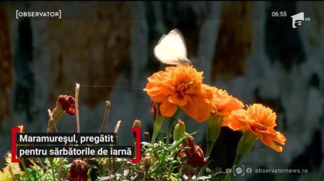 Maramureș, pregătit pentru sărbătorile de iarnă