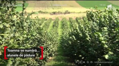 Alunele de pădure, o afacere profitabilă