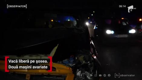 O vacă a avariat două mașini pe DN 72A, la ieşirea din Târgovişte
