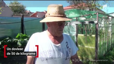 Dovleac de 50 de kilograme, în judeţul Alba