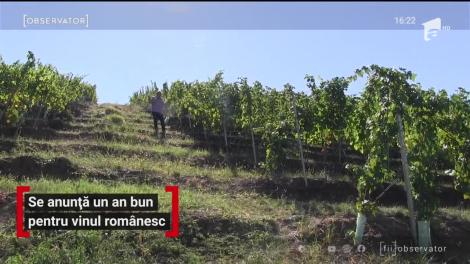 Pandemia de covid, prielnică producătorilor de vin