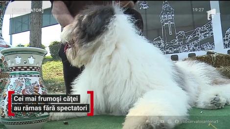 Cei mai frumos căței au rămas fară spectatori