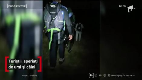 Turiști atacați de câini pe Valea Prahovei