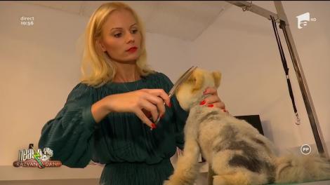 Tunsori potrivite pentru câini