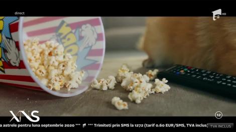 Dl. Problemă feat. cucugram @Noaptea Târziu - Generatia 20 20