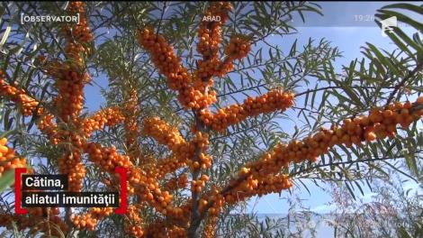 Cătina, aliatul imunității