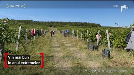 Vin mai bun în anul extremelor