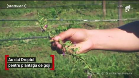 Au renunțat la o carieră în domeniul juridic pentru plantația de goji