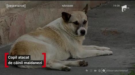 Video șocant! Un copil de 12 a fost atacat de doi câini maidanezi