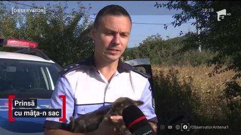 Amendată cu 3.000 de lei pentru că a abandonat pisica