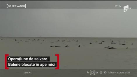 180 de balene, blocate pe un banc de nisip între Australia şi Tasmania