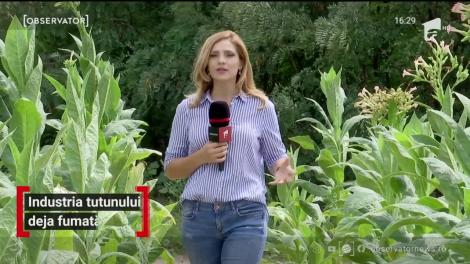 Ultimii cultivatori de tutun din România