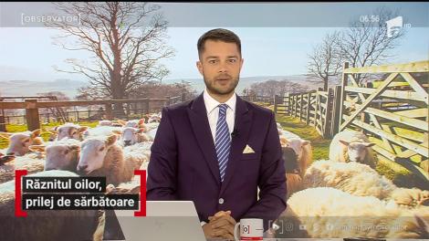 Răznitul oilor, prilej de sărbătoare