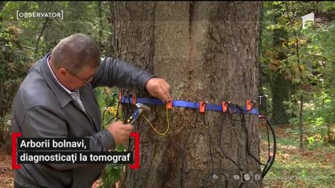Şi copacii fac tomografii. Iar cei bătrâni şi bolnavi sunt tăiaţi. Unde are loc consultul copacilor