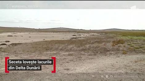 Păsările din Delta Dunării sunt în pericol. Lacurile din zona Murighiol au secat